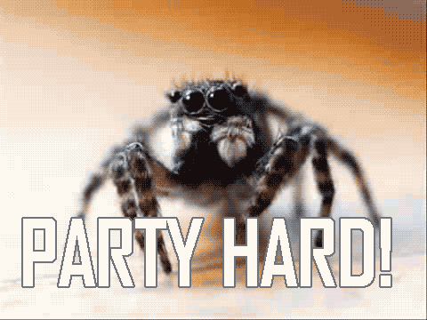 A spider partying hard